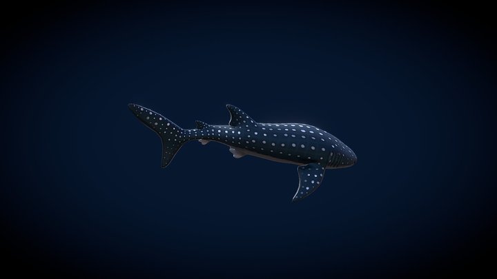 whale shark 3D Model