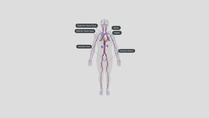 Circulatory System 3D Model