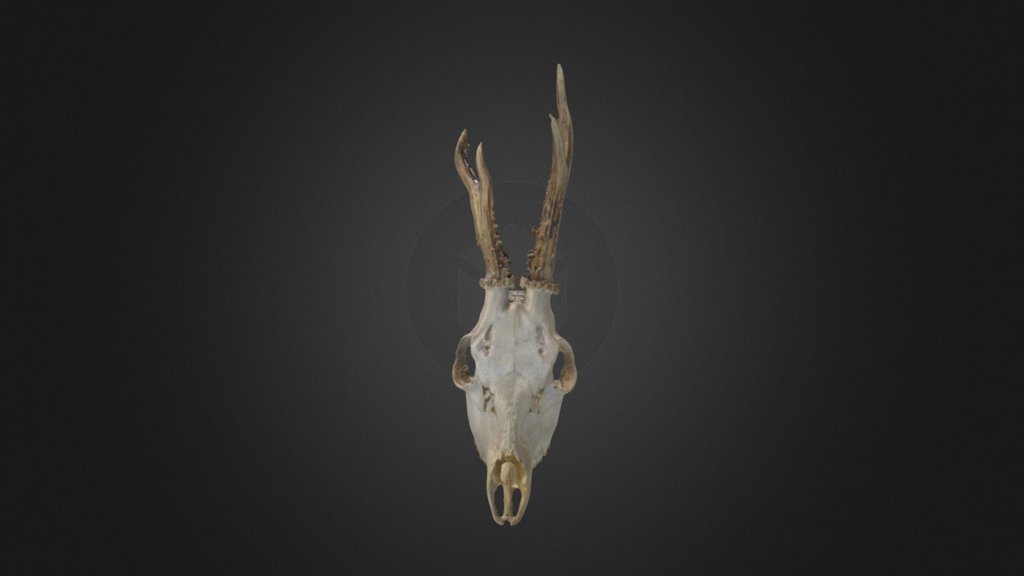 Euphoria Deer Skull