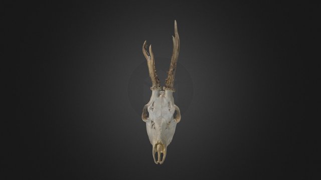 Euphoria Deer Skull 3D Model