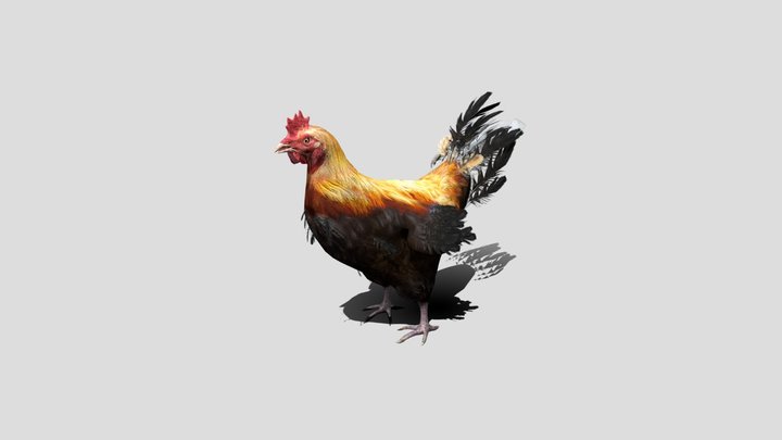 Rooster/hen 3D Model