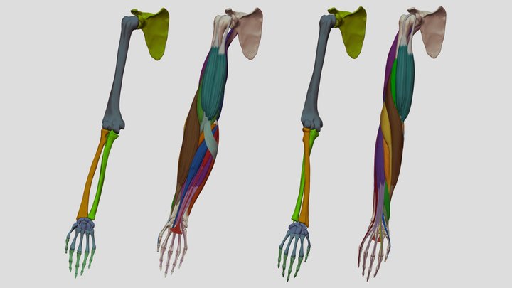 Forearm Muscles - Supination Vs Pronation 3D Model