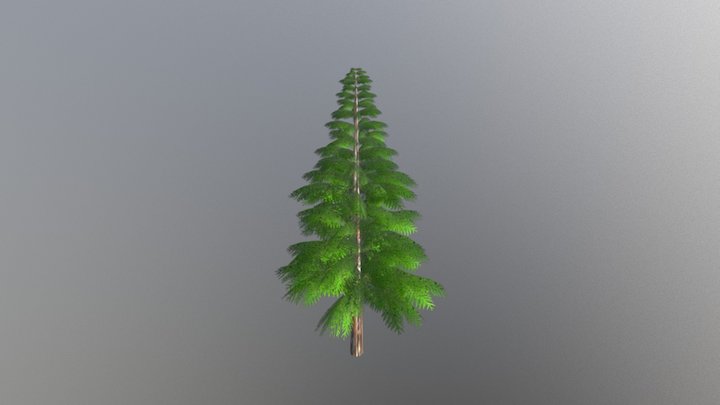 Fir Tree 3D Model