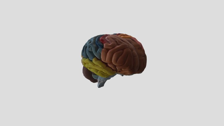 Introduction to Psychology Brain 3D Model
