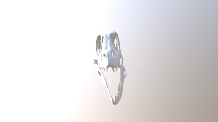 Raptor skull – Free 3D Model STL
