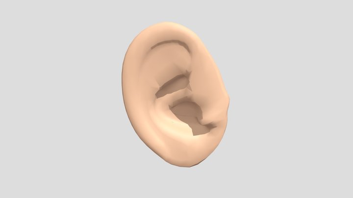 EAR 3D Model