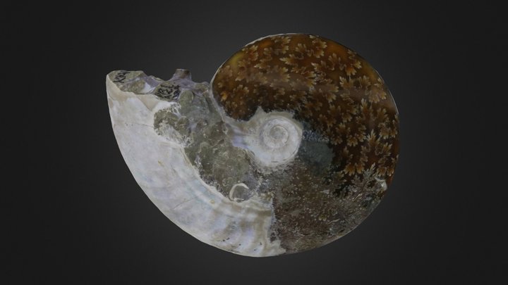 Cephalopod: Cleoniceras besairiei – Gratis 3D-model STL