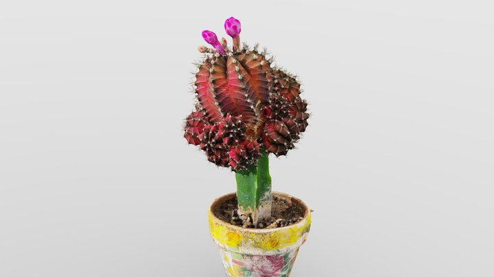 Little Red Cactus in a Pod 3D Model