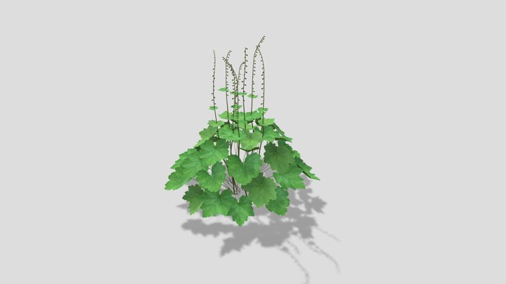 Tellima grandiflora - Fringe Cups 3D Model