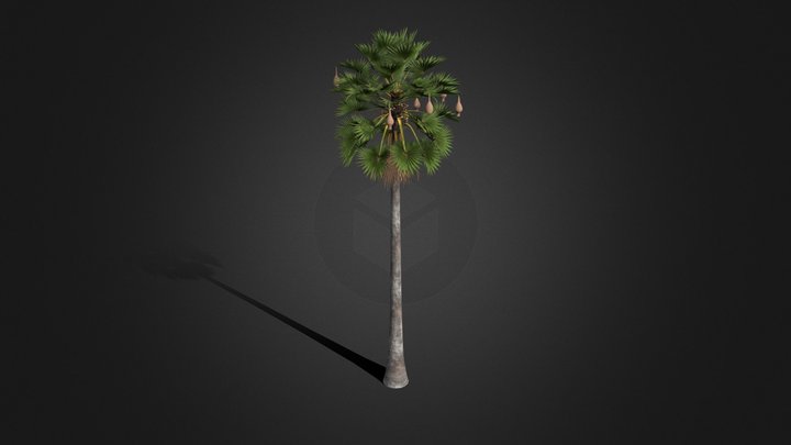 Plam Tree 3D Model
