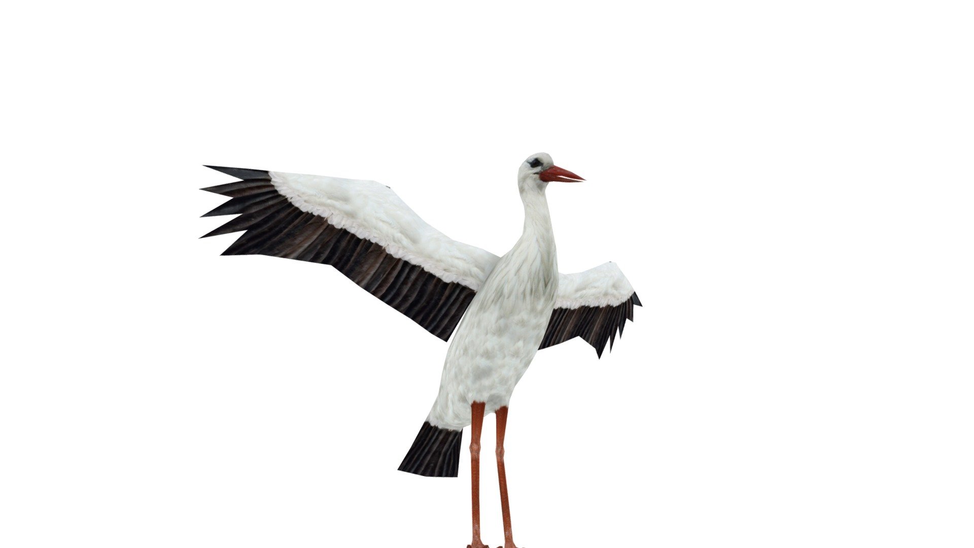 Stork Buy Royalty Free 3D Model By 3DRT a491ae9 Sketchfab Store
