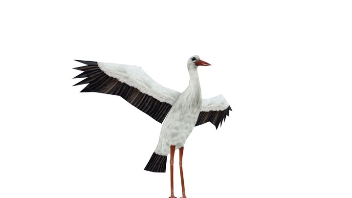 Stork 3D Model