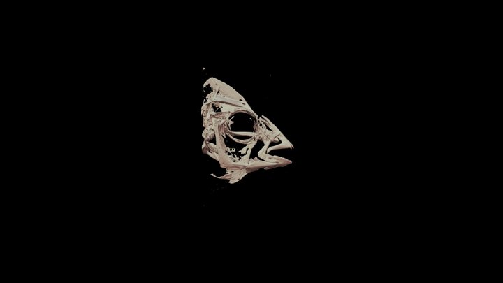 Lachnolaimus maximus skull 3D Model