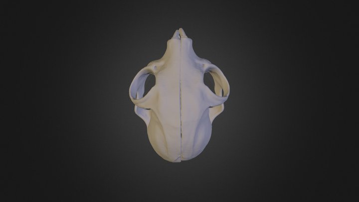 USNM199694 Cranium -500 3D Model