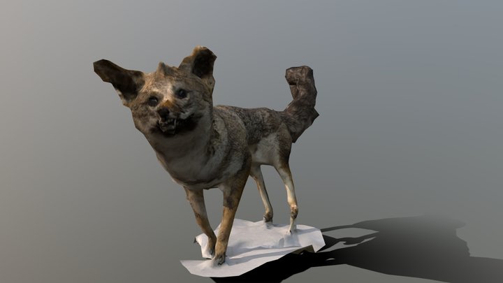 Zorra Gris 3D Model