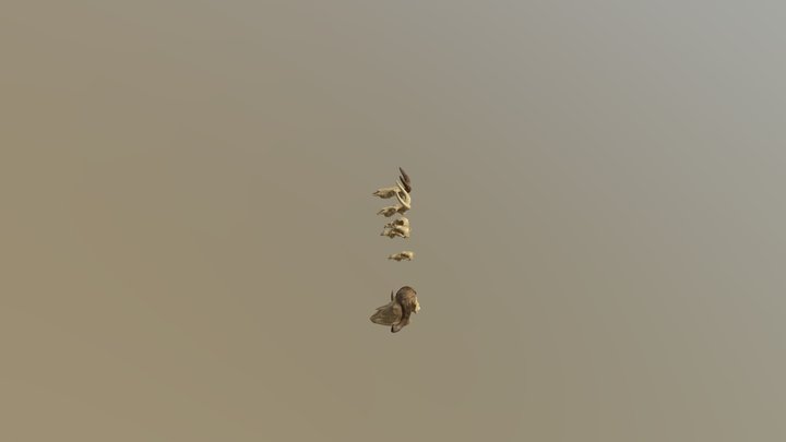 Animal skulls – Free 3D Model STL