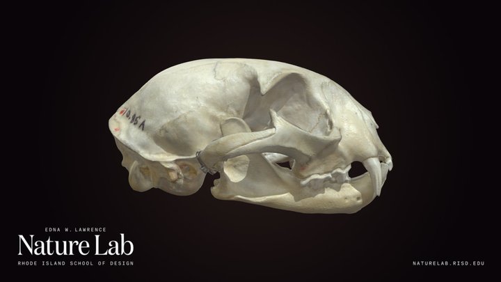 Bobcat Skull