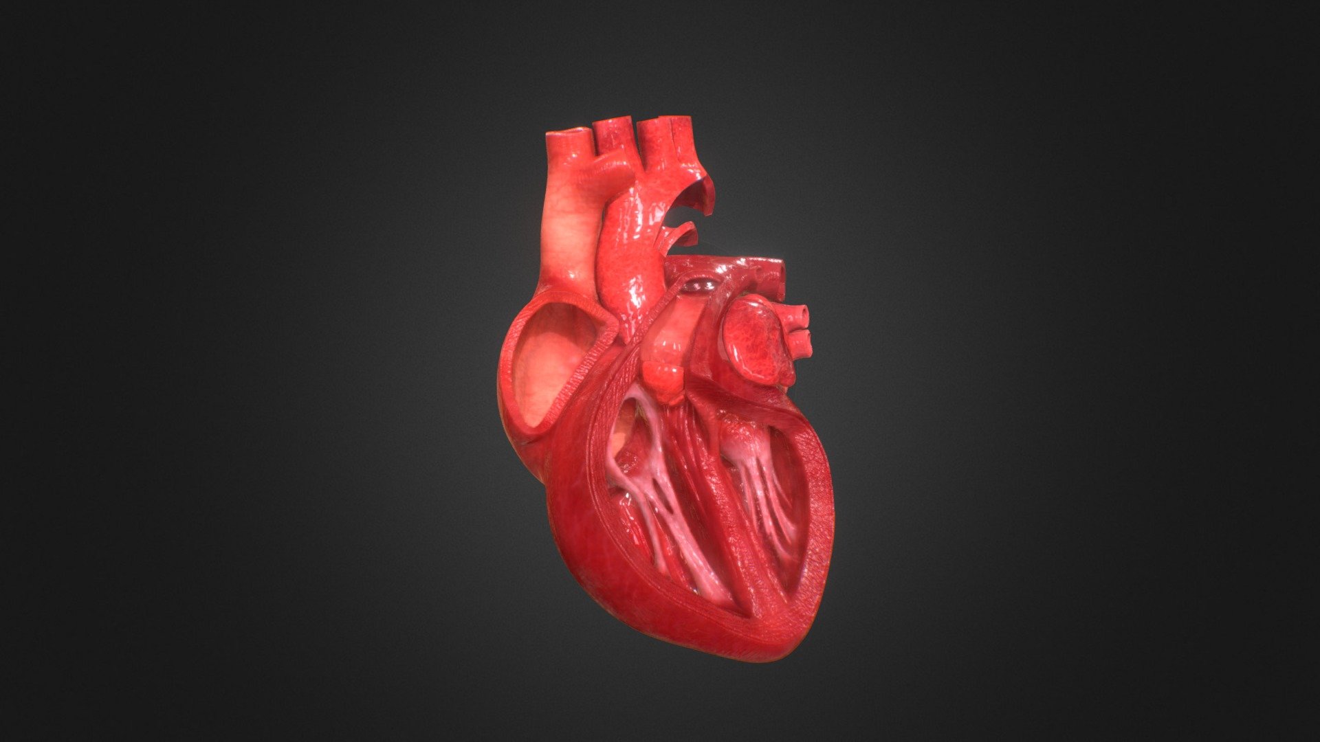 Human Heart 3d Model By Pzychi A4b4397 Sketchfab