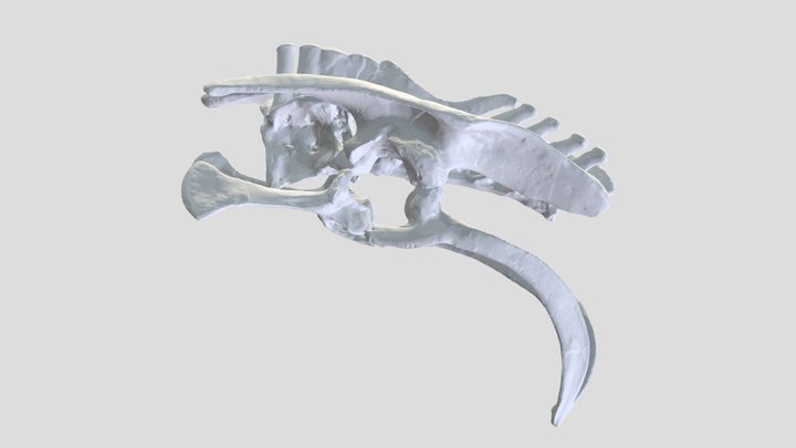 Ornithischian Pelvis (Triceratops) 3D Model