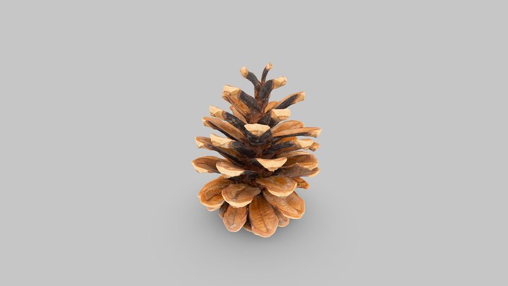Pine Cone 3D model | MetaWorks 3D Model