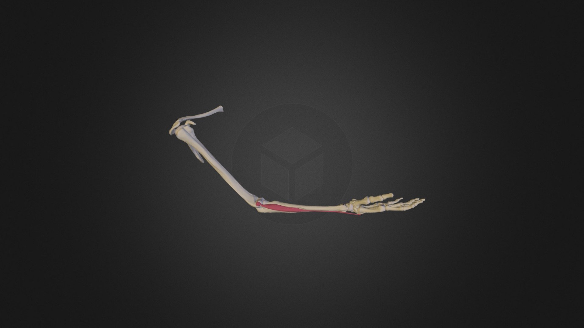 Extensor Carpi Radialis Brevis Human Anatomy - 3D model by Medical ...