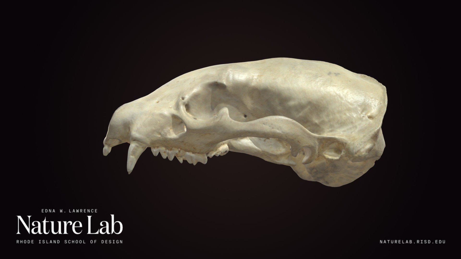 Badger cranium