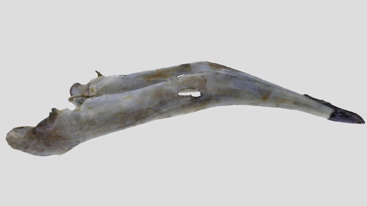 UWYMV:Bird:6021, Streptophlia decaccto, Mandible