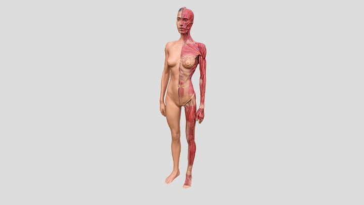 Woman muscles 3D Model