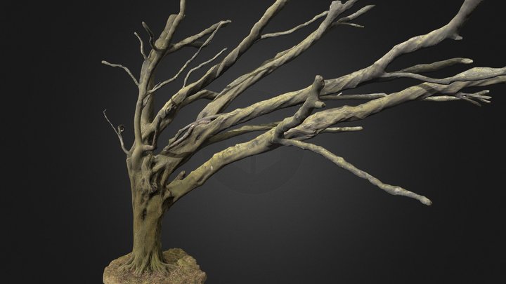 Hornbeam tree (photogrammetry) 3D Model