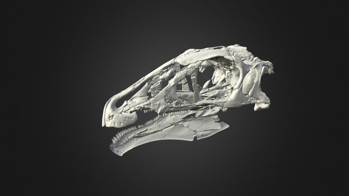 Erlikosaurus andrewsi original preservation 3D Model