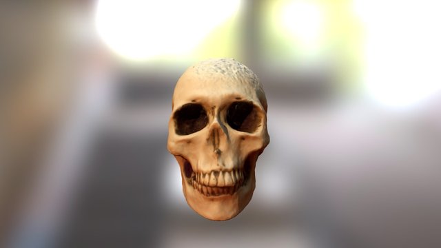 Skeleton Head 3D Model