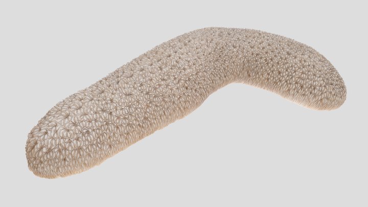 Polyphyllia Coral (NHMW-ZOO-EV-0000239) 3D Model