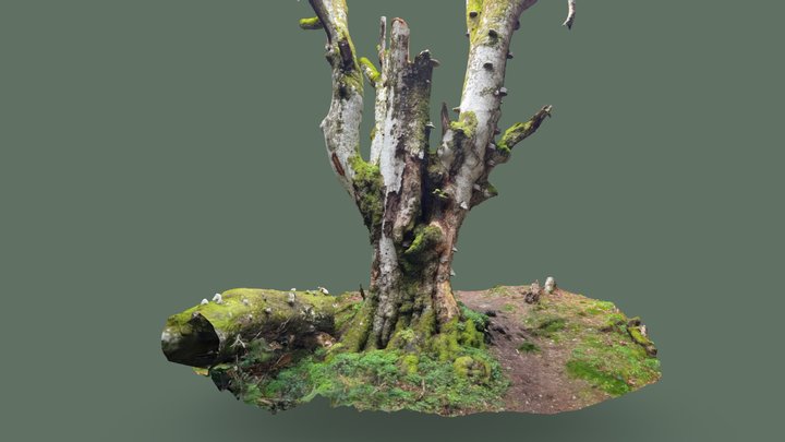Old mossy tree with mushrooms 3D Model