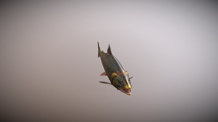 Arctic_char_(spawning) 3D Model