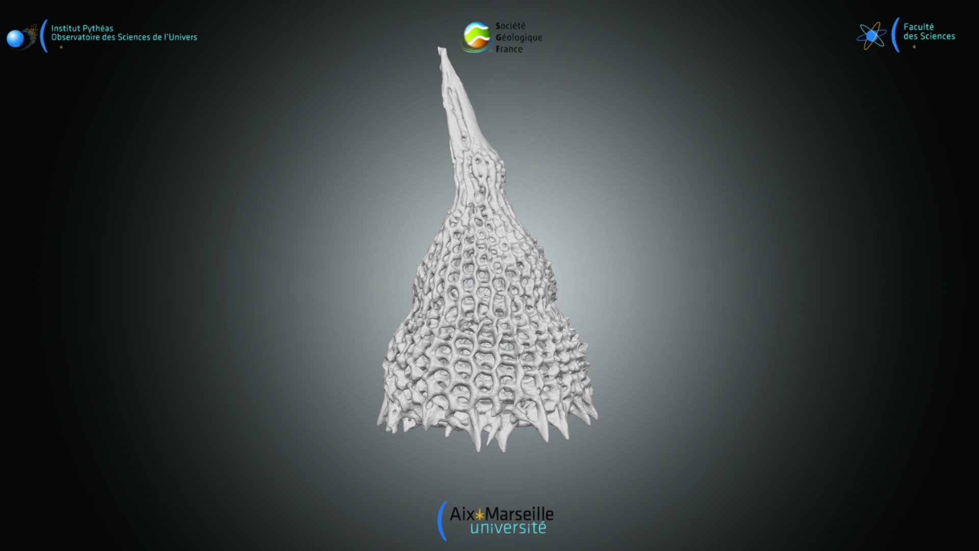 Nassellaria - Lamprocyclos maritalis