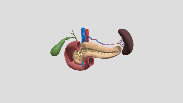 The Pancreas 3D Model