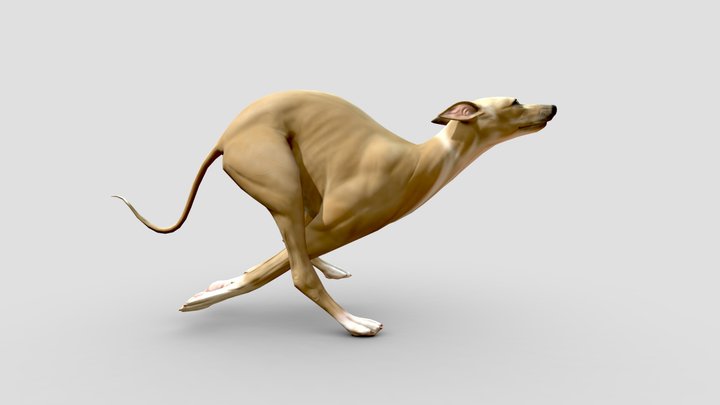 Lallu - The friendly grey hound 3D Model