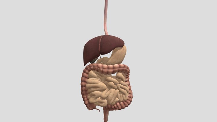 Digestive-system 3D Model