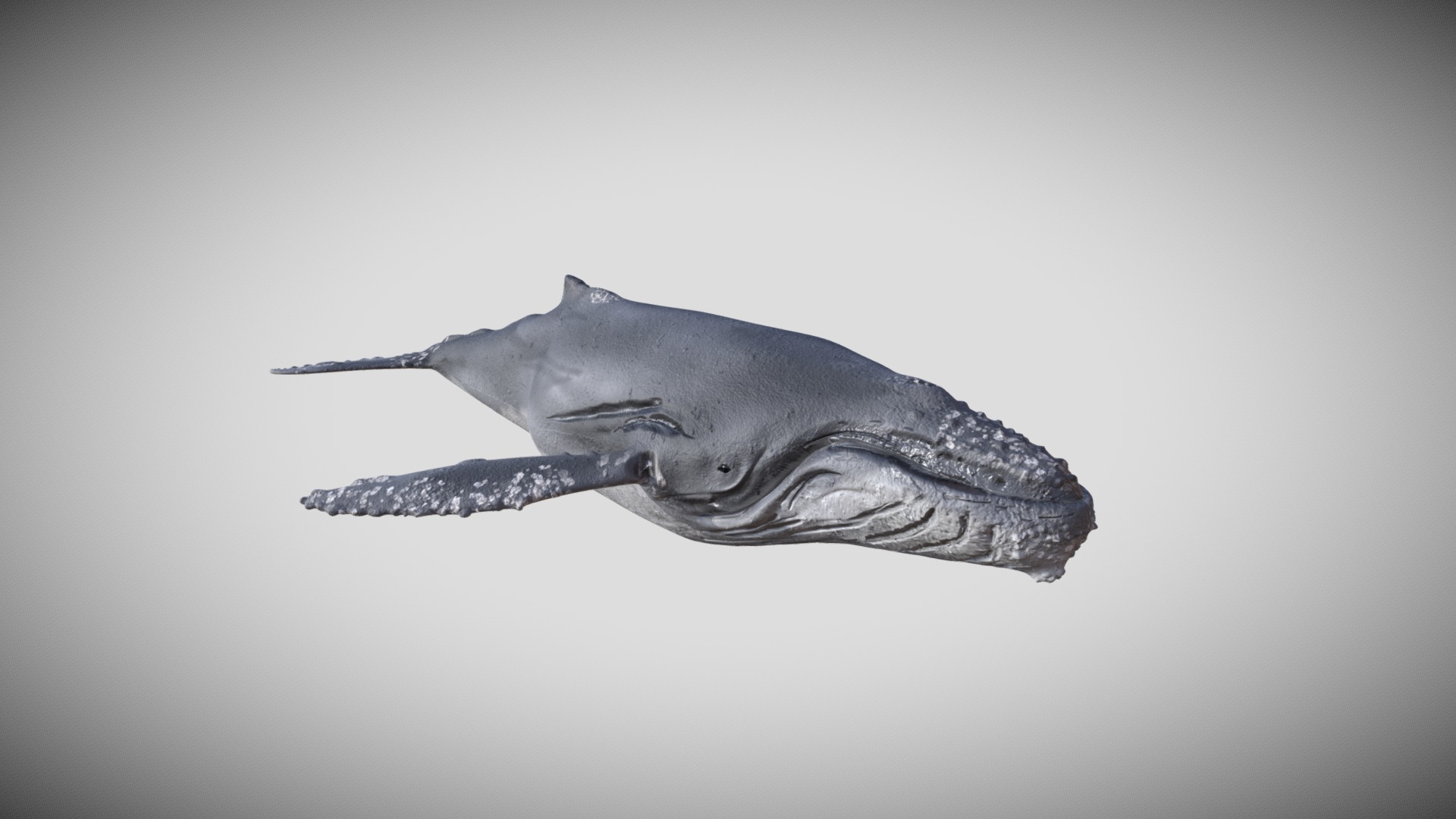 3D model Humpback Whale Animated - This is a 3D model of the Humpback Whale Animated. The 3D model is about a shark swimming in water.