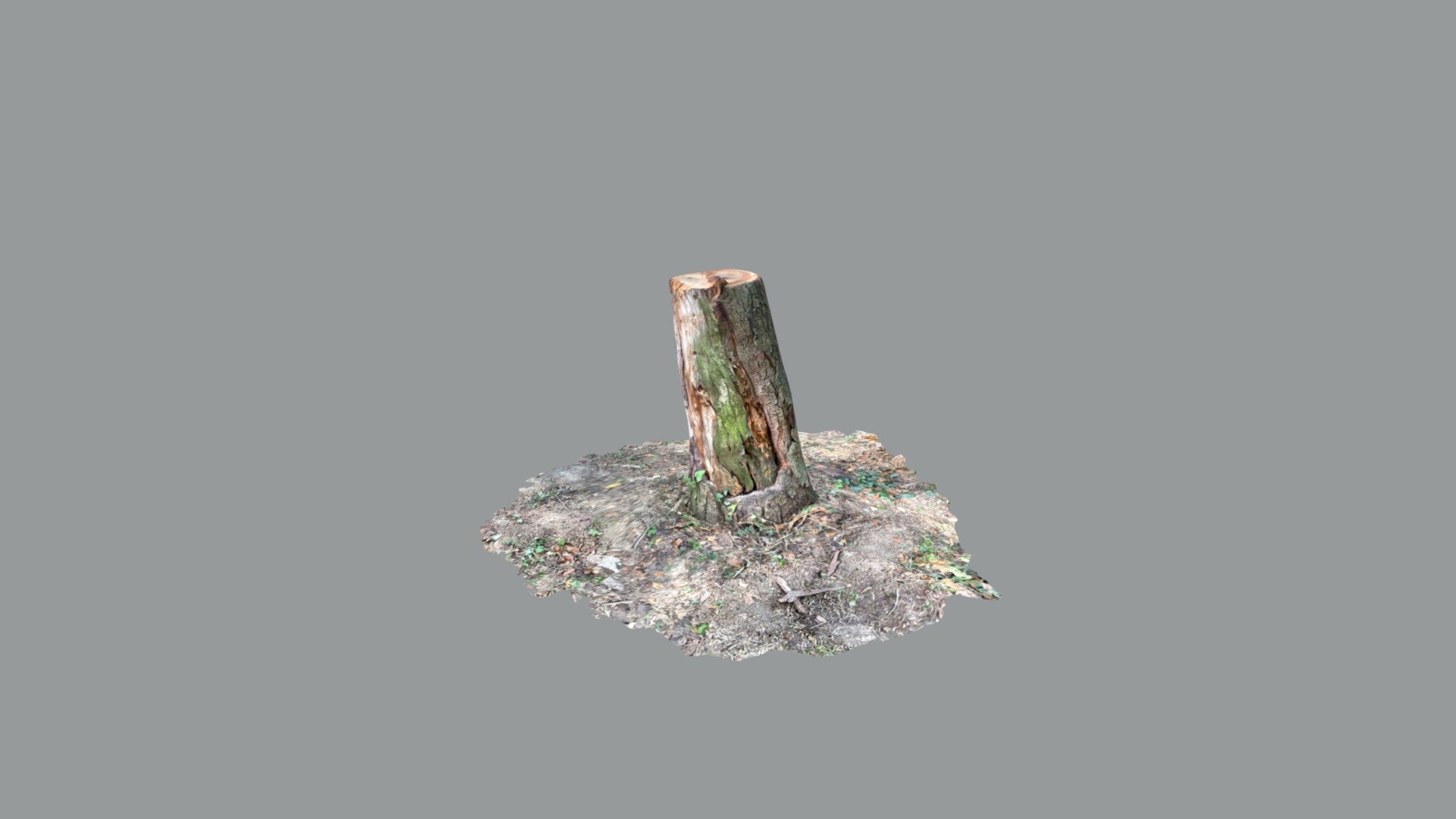 Tree stump 1