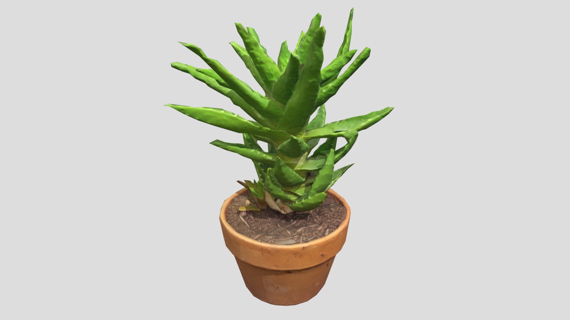 Plant - Spikey Succulent Pot Plant