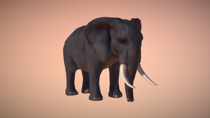 African Elephant 3D Model