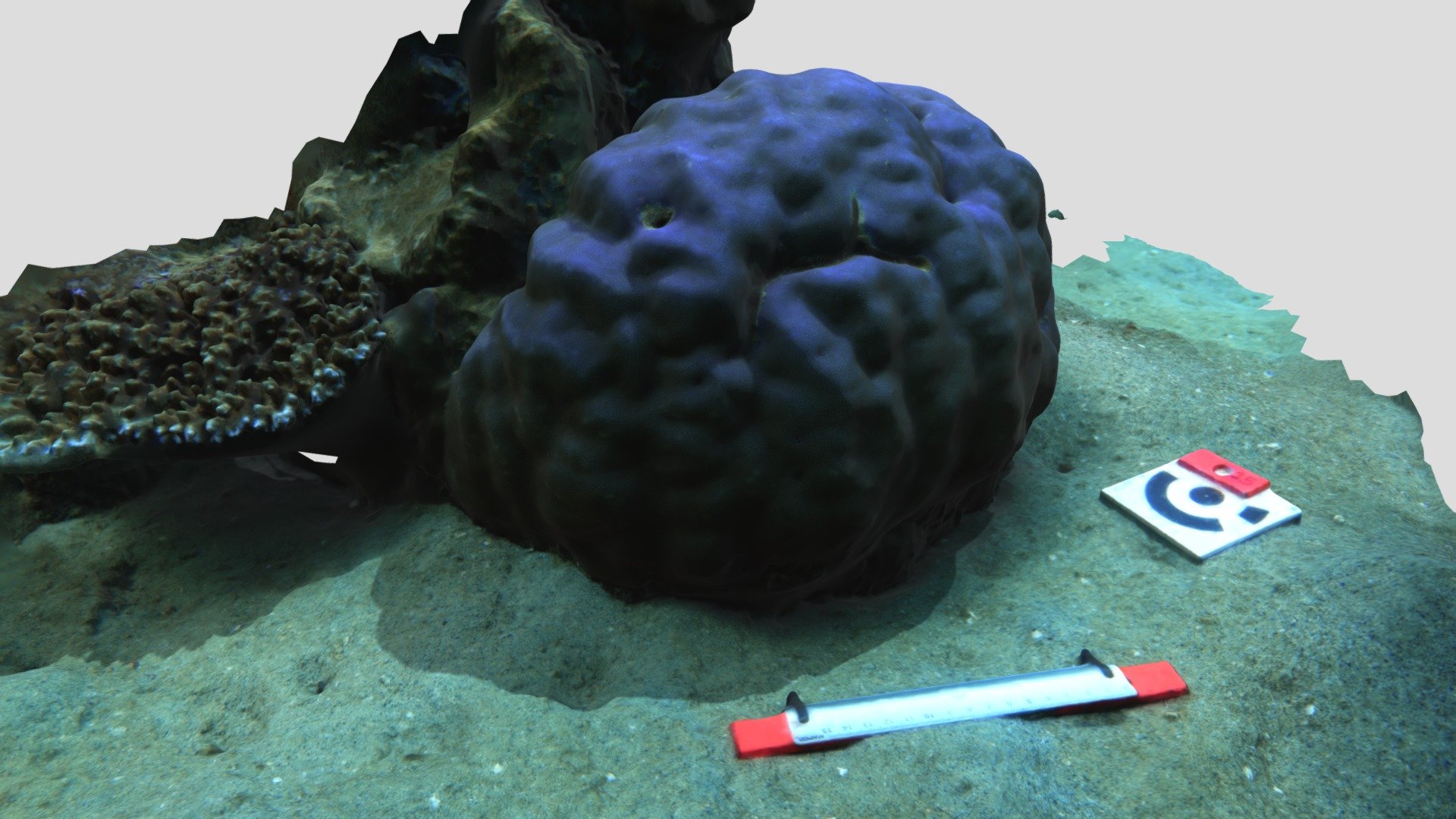 Porites lutea