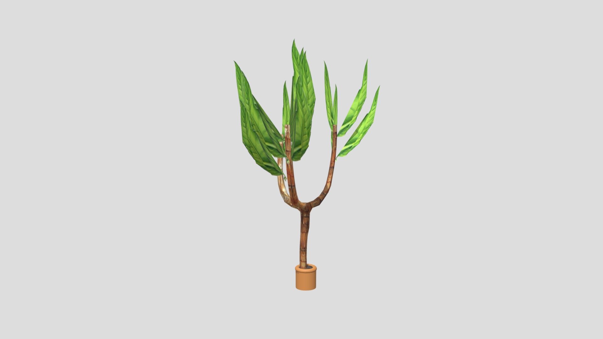 Plant