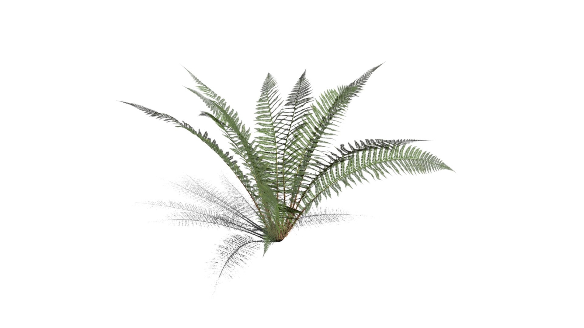 Realistic HD Male fern (9/50) - Download Free 3D model by PlantCatalog ...