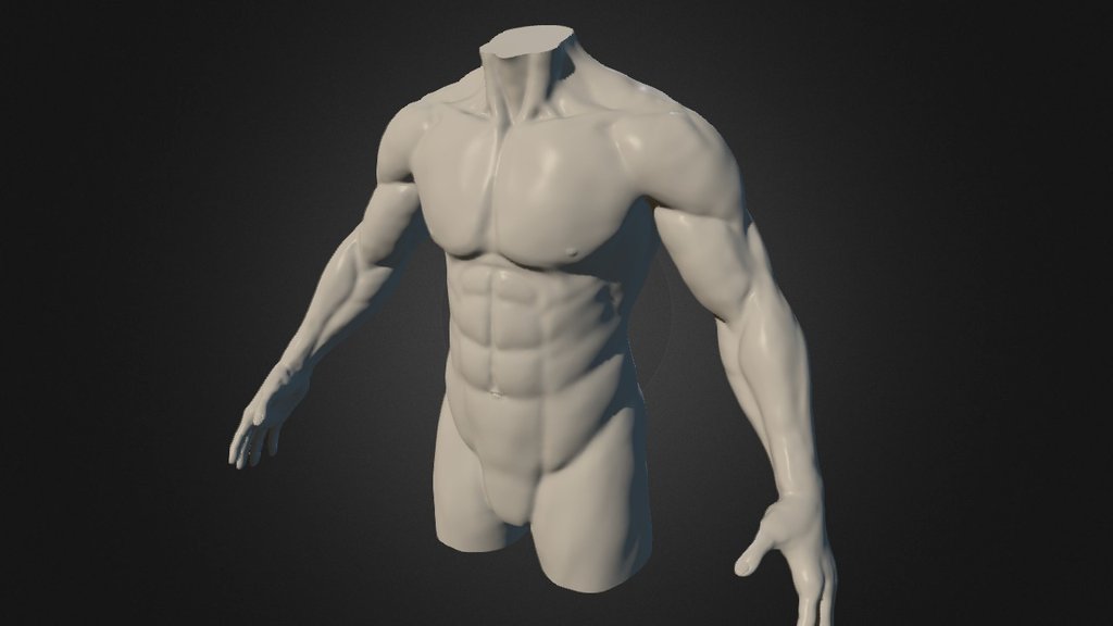 Torso - Anatomy Study - 3D model by key (Derek Cheyne) (@derekcheyne ...
