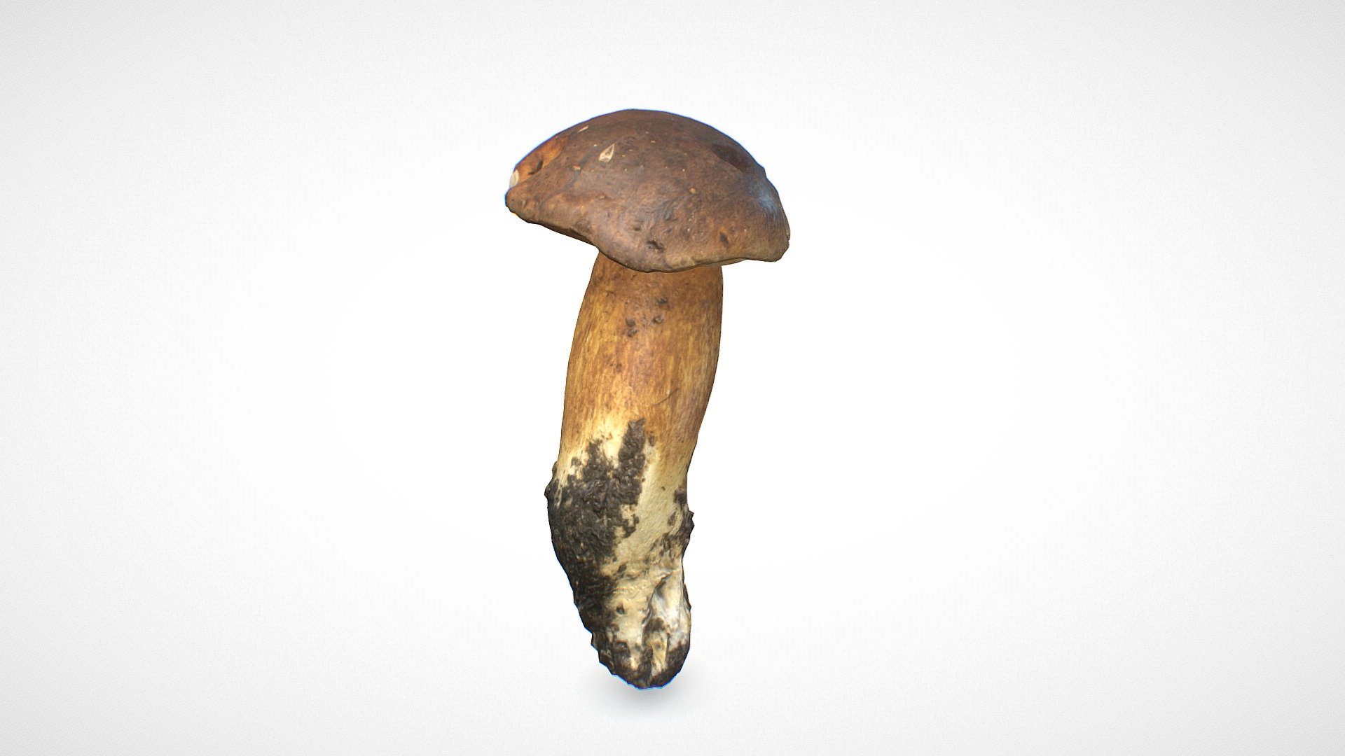 Penny Bun mushroom 7 - retopo 8K PBR