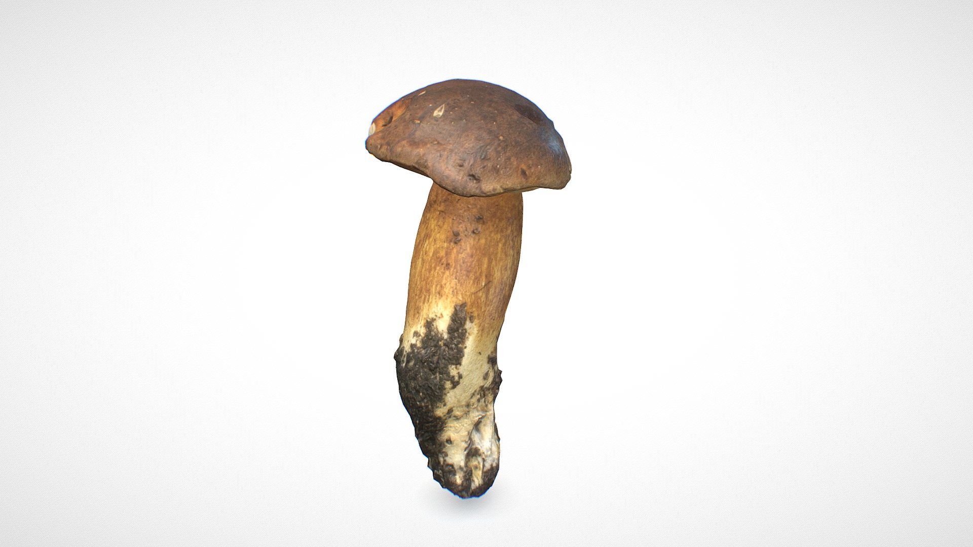 3D model Penny Bun mushroom 7 – retopo 8K PBR - This is a 3D model of the Penny Bun mushroom 7 - retopo 8K PBR. The 3D model is about a mushroom with a white background.