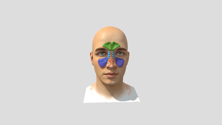 Sinus pada manusia (tampak depan) 3D Model