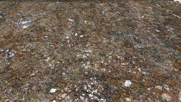 Gotland Mossy Ground - RealityScan 3D Model